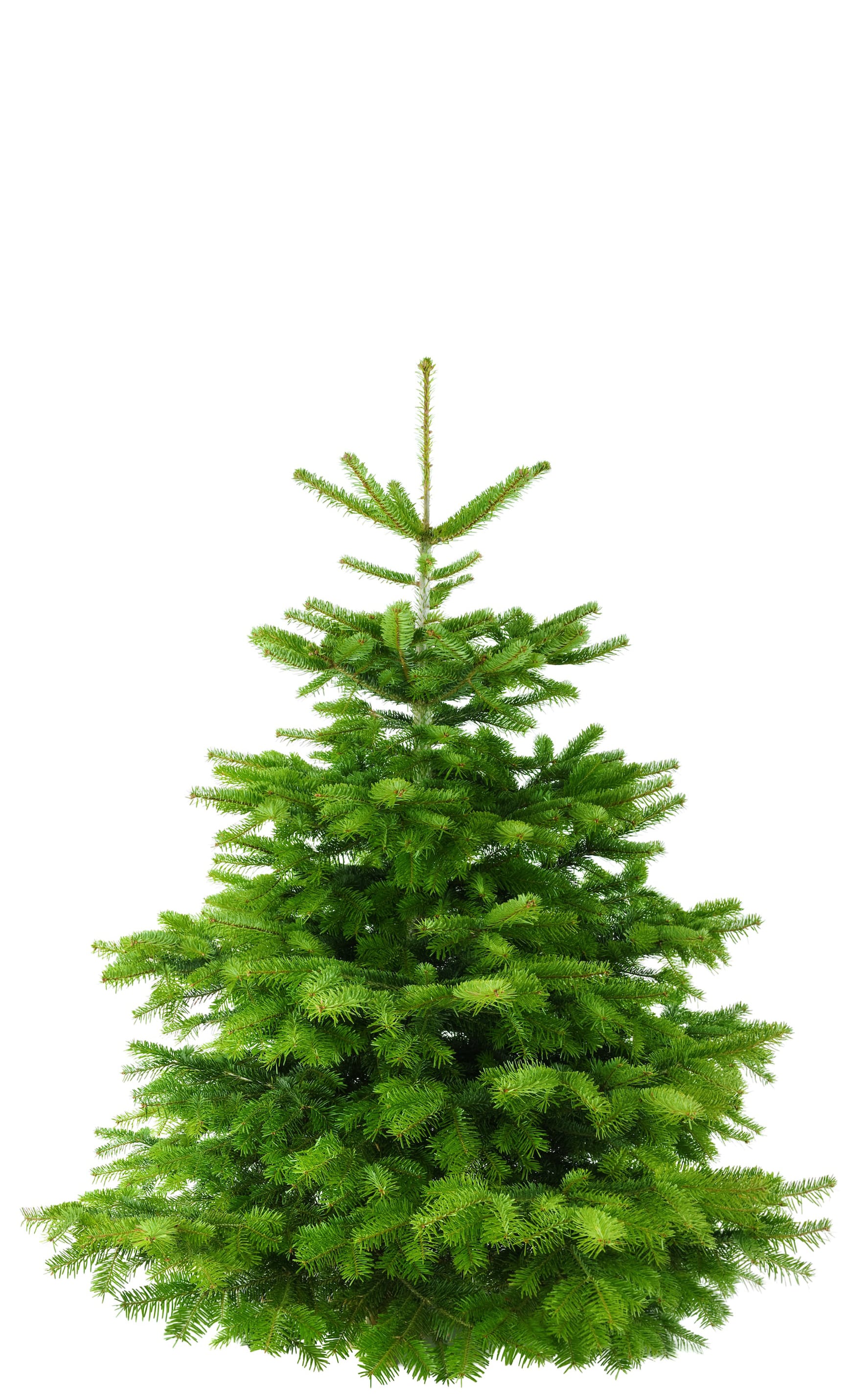 Nordman Christmas tree